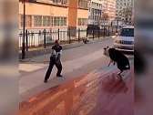 训练有素的狗狗