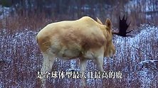 大兴安岭发现一头雪白的“神秘巨兽”，比犀牛还要高！