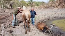 农场主骑马把牛拖出淤泥