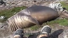 饲养员提鱼桶进入海豹园，结果被“打劫”，不给鱼不撒手！