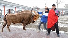 二浪变身斗牛士击败牛魔王，变回原形的老牛竟是非洲来的？