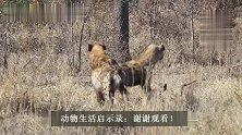 鬣狗群抢食羚羊，地位高的把着羚羊不放