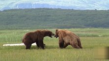 2只成年熊河边打架 旁边熊宝宝的走位 值得点赞