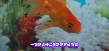 世界上最胆小的鱼，长得像海草，一紧张就可能被吓死