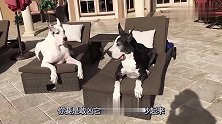 两只大丹犬来后院坐在椅子上，主人无奈：你俩让我坐哪儿？