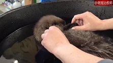 一只海獭宝宝很怕水，给它洗澡都要小心翼翼的，好可爱！
