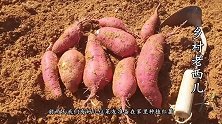 红薯还能这样种？把幼苗栽种到编织袋上，5个月后收获满袋红薯