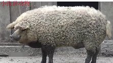 已经灭绝十多年的绵羊猪又重现？传言并不简单
