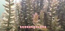 老外脑洞大开用乐高玩具建造鱼缸抓鱼，这也太会玩了