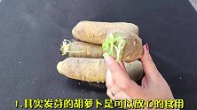 发芽受冻的胡萝卜还能吃吗？我也是今天才知道，抓紧告诉家人
