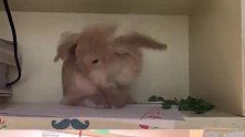 蠢萌的兔子在这书桌上面可爱的样子真是两人欢心，这样可爱的兔子