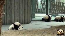 4只熊猫宝宝两两对战，好多神同步，画风太萌了