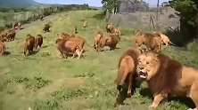 几十头雄狮壮观遛弯—这么多雄狮一天得吃多少肉啊
