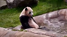 熊猫：来人啊，朕溺水了，熊猫超萌仰泳姿势，游客直呼卡哇伊