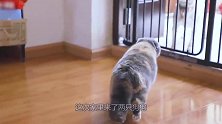 小水獺第一次遇到水，吓到大喊大叫，下一秒变成游泳高手
