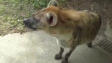 鬣狗挺着个大肚子在闲逛，它也知道要多走动走动