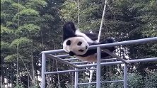 熊猫：下班了，请伸伸懒腰，呼吸新鲜空气，丢掉全部烦恼