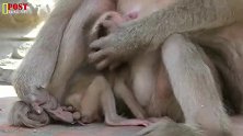 猴妈想阻止小猴子喝奶，但是抵挡不住它可怜的模样