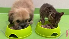 两份食物都被小狗抢光，猫咪：没有你这样欺负猫的