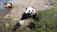 肤白貌美的熊猫宝宝桃浜笑嘻嘻地卖个萌，洁白的牙齿是亮点
