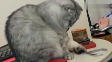 猫咪调皮习惯了，听到主人咳嗽声时，立马怂了，收回里手！