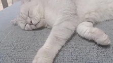猫你怕是个猪吧，伸完懒腰后立马秒睡，你都不能多走一步呀