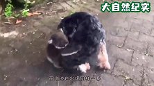狗子出门散步，竟背回了一只考拉宝宝，甩都甩不掉！