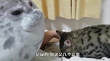 猫咪被海豹压住，一脸委屈的表情太搞笑了完了，出不去了！