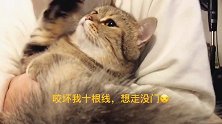 强抱自己的猫咪，喵救命啊！