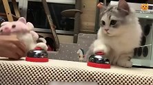 按一下铃铛就有东西吃 猫咪乐此不疲地按铃铛