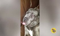 爆笑动物被挑衅后的绝地反击,猴哥干得好!