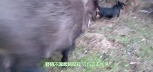 红河猪这繁殖力，在非洲早已泛滥成灾，是时候将它引进中国了