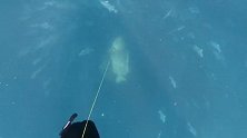 一条巨大石斑鱼突然窜出 抢走渔夫刚捕到的鱼