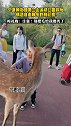 宁夏网友到贺兰山运动公园游玩，偶遇自由散步的梅花鹿。梅花鹿：注意！别把毛给我撸秃了。