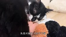 主人怀里抱着小白鸡，不料猴子“吃醋”了，猴子的反应太逗了