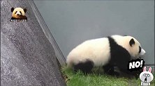 雨中的熊猫小不点儿被困在坡下，爬不上去好着急：谁来帮帮我呀？