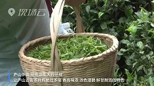 庐山：高山云雾茶采摘忙