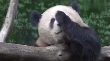熊猫：奇一又火了，慵懒高贵的小模样，真是可爱极了！