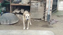 实拍，农村大土狗一生被囚禁，可怜，可悲，可叹