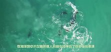虎鲸围杀海豹，机智的海豹上船向人类求救，镜头记录全过程