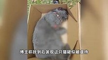 上海一怀孕蓝猫疑遭虐待致死，挂精致项圈被砍断四肢，当地回应