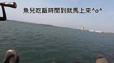 活虾饵矶钓，来自大黑鲷的突袭，鱼的吃饵状况还不赖哦！