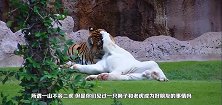 3年后白虎再见好兄弟狮子，直接一口咬了上去，镜头拍下全过程
