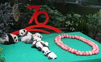 7只成都2019级新生大熊猫齐亮相 祝愿新中国成立70周年