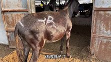 毛驴走路一瘸一拐，切开驴蹄后脓液流出来漏蹄了，给它喷上消毒药
