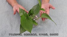 今天教你水培绿萝快速生根的秘诀，不仅成活率高，还能轻松爆盆