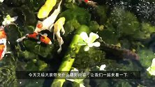 农村老家院子里造鱼池，养了好多锦鲤，水质好，又大又肥，好欢乐