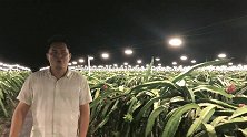 为什么国庆节火龙果园晚上开灯？只为了骗火龙果“加班”提高产量