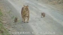 母狮带幼崽转移居住地，有只小狮子落后面，幸好没出意外！