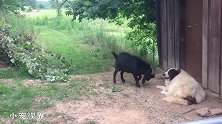 黑羊看狗狗不顺眼，想要和狗狗决一死战，结果被狗狗的反应逗乐了